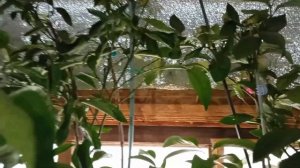 02/23 Зимний цитрусовый сад в марте 2023г/ Цитрусовый Рай МариАны