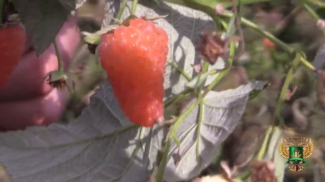 Как правильно выбрать саженцы плодовых деревьев и ягодных кустов? смотреть онлайн