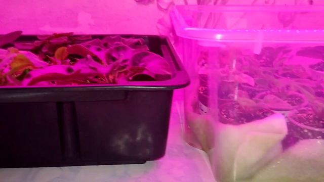 Фиалки в июле. Обзор полочек . смотреть онлайн