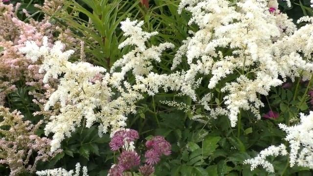 Для астильбоманов -  и не только!  Астильба в саду - как выбрать   нужный сорт.