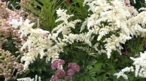 Для астильбоманов -  и не только!  Астильба в саду - как выбрать   нужный сорт.