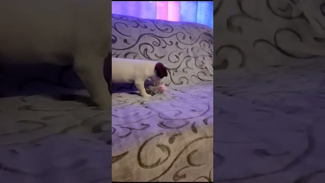 щенок джек рассел чистокровный смотреть онлайн