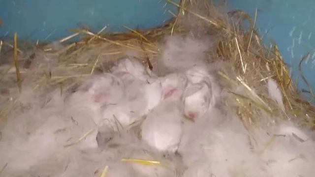 💥🐰ПРИВЕТ И ДОБРО ПОЖАЛОВАТЬ! В ЭФИРЕ КРОЛИКИ💥🐰