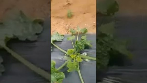 Необходимость в использовании Вирона (Viron) при выращивании с-х культур в теплицах видео 3