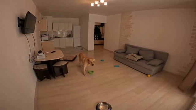 Оставили Дени и Мэни дома с кучей еды и включили скрытую камеру ?Мэни обнаглел ? Дени молодец ?