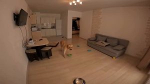 Оставили Дени и Мэни дома с кучей еды и включили скрытую камеру ?Мэни обнаглел ? Дени молодец ?