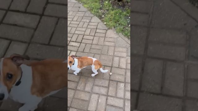 Возвращение Честера смотреть онлайн