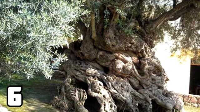 Топ 10 Самых старых растений мира смотреть онлайн