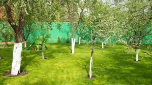 Какие плодовые деревья и кустарники можно сажать в тени.