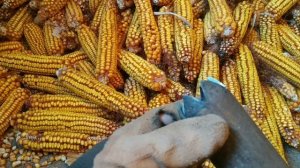 Как очистить кукурузу от зёрен вручную. Простой способ.