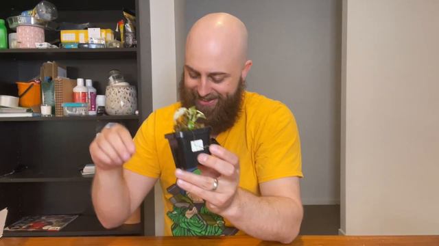 More "rare" plants I didn't need, but totally wanted! | Unboxing Philodendron, Epipremnum, Syngoniu смотреть онлайн