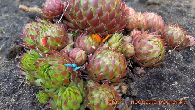 Молодило паутинистое Спленденс (splendens) ? обзор: как сажать, рассада молодила Спленденс смотреть онлайн