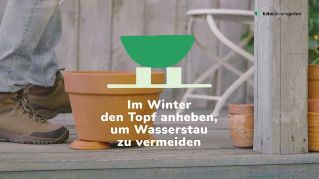 Zierlauch (Allium) pflanzen, pflegen und bestaunen🌸 смотреть онлайн