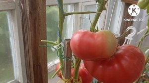 Сибирь. Обзор и дегустация крупноплодных томатов Вова Путин и Спринт Таймер