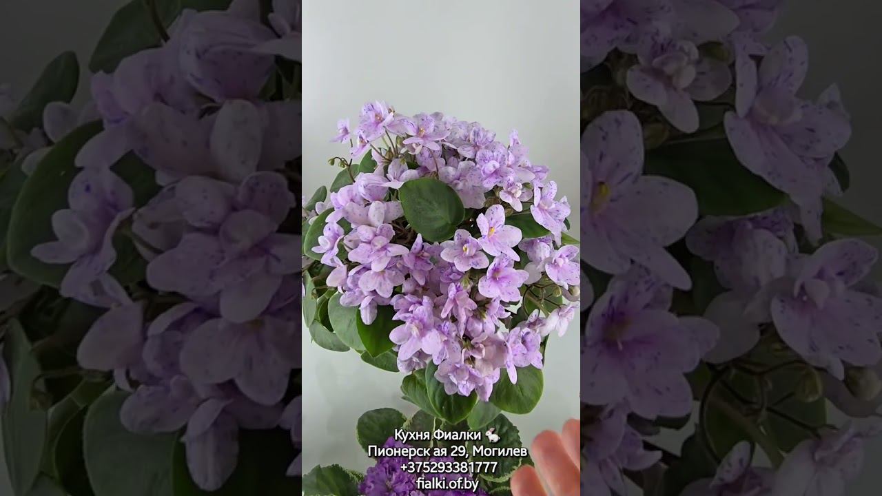 Июнь. Студия Кухня Фиалки . АВ-Озерная Фея, ЕК-Тайга, АВ-Эталон, НК-Модная Весна м др смотреть онлайн