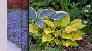 Что посадить на кладбище?