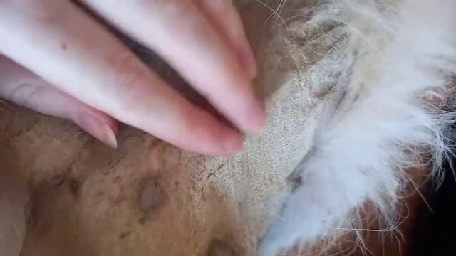 шкура, мездра лисы смотреть онлайн