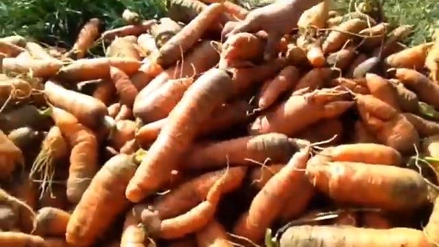 #самый смешной урожай смотреть онлайн