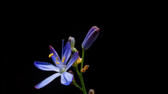 Azulillo (Pasithea coerulea) timelapse смотреть онлайн