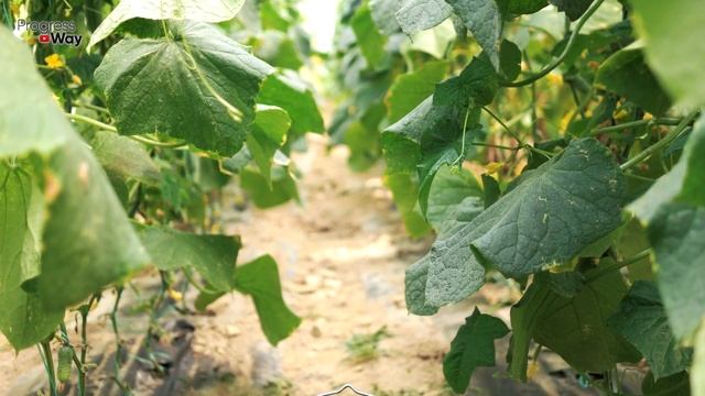 Срочно Дайте Огурцам Это В Июле И Будете Собирать Урожай Вёдрами!