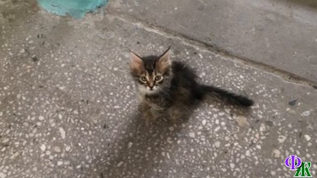 - Не проходи мимо, у тебя же нет дома кошки. Бери меня и радуйся! - КОТЁНОК гипнотизировал женщину смотреть онлайн