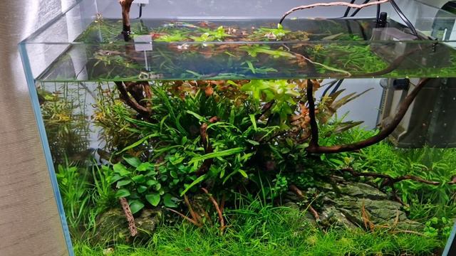 Low Tech Nature Aquarium for Betta Fish (Update and Algae!) смотреть онлайн