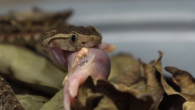 FEEDING BABY BLACK MAMBA!!! смотреть онлайн