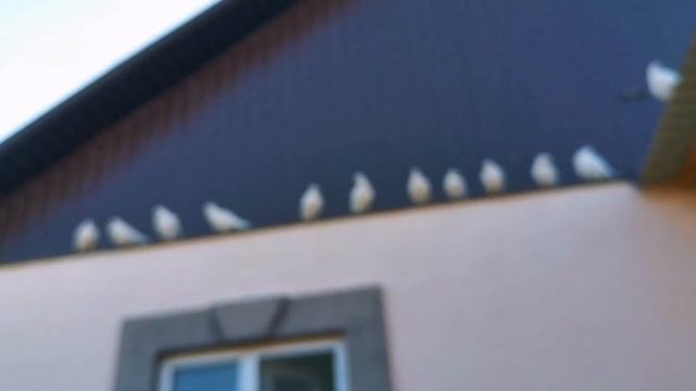 Что я мешаю дополнительно с зерна смесью голубям/What do I mix with additional grain for pigeons смотреть онлайн