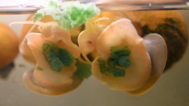 Улитки ампулярии едят.