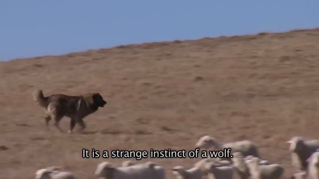 Caucasian Shepherd Dog Vs Wolf (Documentary In HD!!!)