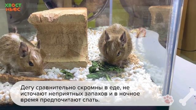 Все о грызуне дегу (чилийская белка) смотреть онлайн