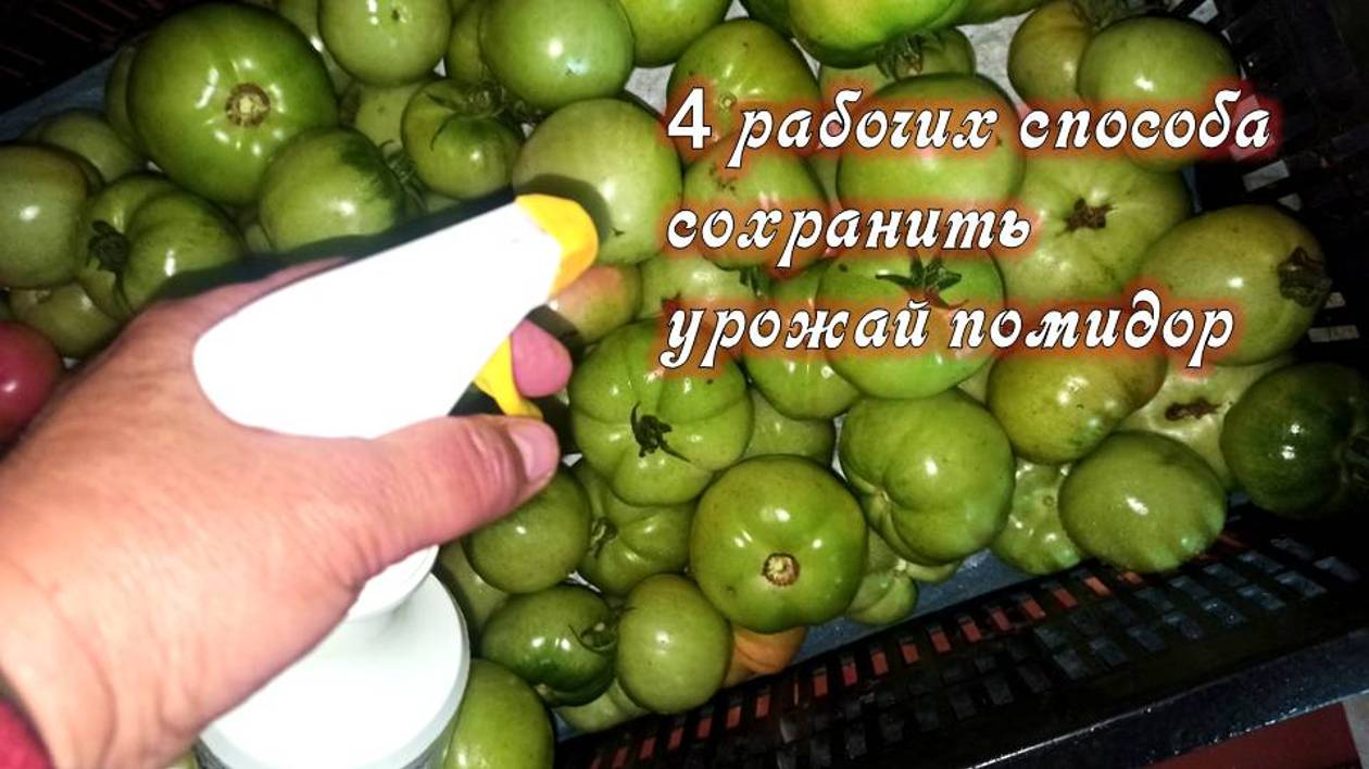 Помидоры после сбора не чернеют и не гниют! 4 рабочих способа уберечь урожай томатов смотреть онлайн