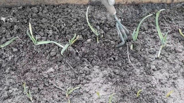 Чеснок-первая обработка после зимы. смотреть онлайн