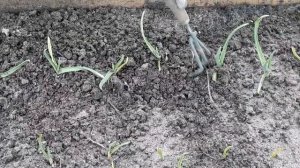 Чеснок-первая обработка после зимы.