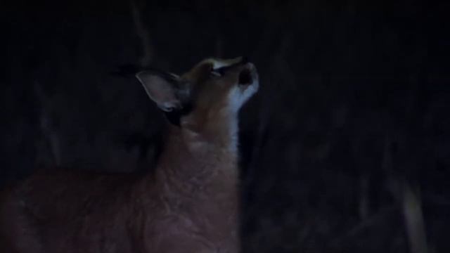 КАРАКАЛ — ОХОТНИК на птиц! Интересные факты о каракалах.