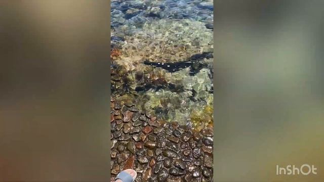 Микс египетский ?? смотреть онлайн