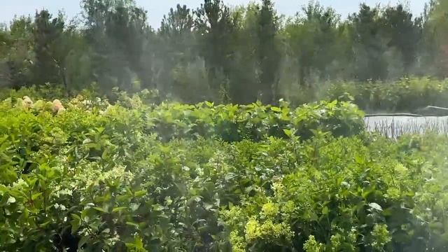Гортензии. Питомник Черданцевых смотреть онлайн