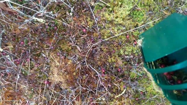 ПЛОХОЙ КЛЮКВЕННЫЙ КОМБАЙН смотреть онлайн