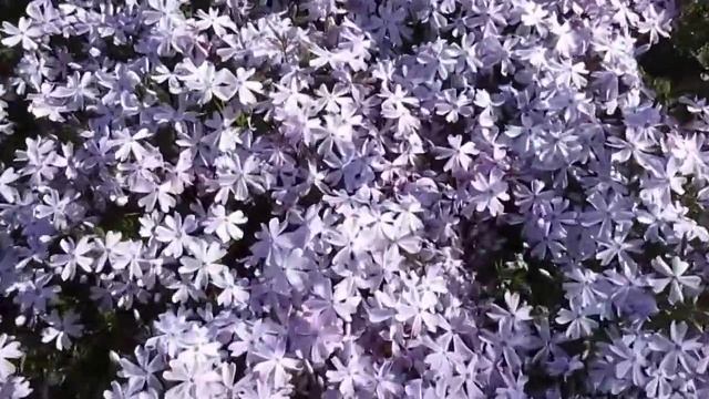 Флокс шиловидный Эмеральд Блю. Голубой . смотреть онлайн