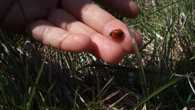 Удивительные крылья Божьей коровки. смотреть онлайн