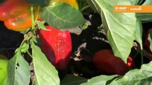 Перец сладкий Клаудио F1, Nunhems