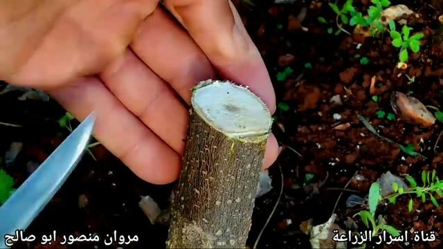 طريقة تطعيم شجرة التوت البرية смотреть онлайн