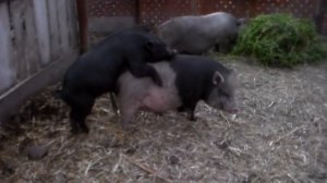 Случка свинки во время половой охоты 07.16.16, случка свиней.