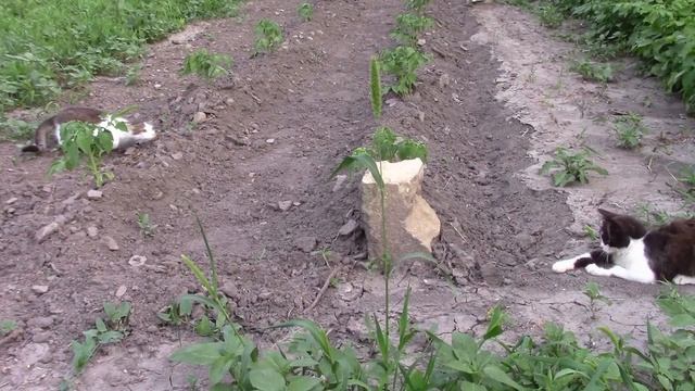 19_06_2021_Мои котята.mp4 смотреть онлайн