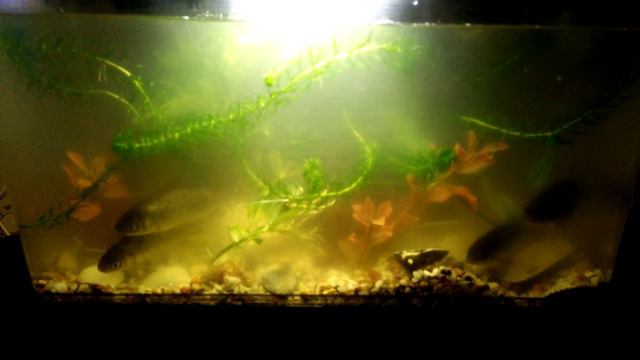 Карась в аквариуме ч.2 смотреть онлайн