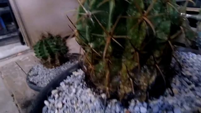 Cacto Ferocactus Latispinus ou Recurvo liberto das Cocholinas смотреть онлайн