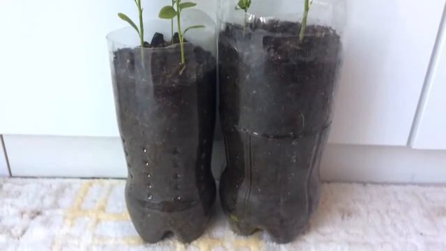 LİMON YETİŞTİRMEK, LİMON BAKIMI #limon  #limonfidanı #Hygrophila Corymbosa