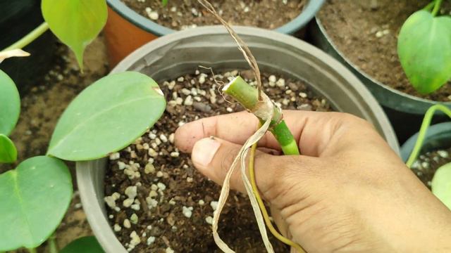 DIY Syngonium Propagation: Save Money and Multiply Your Plants | Step-by-Step Guide @BeGreen смотреть онлайн
