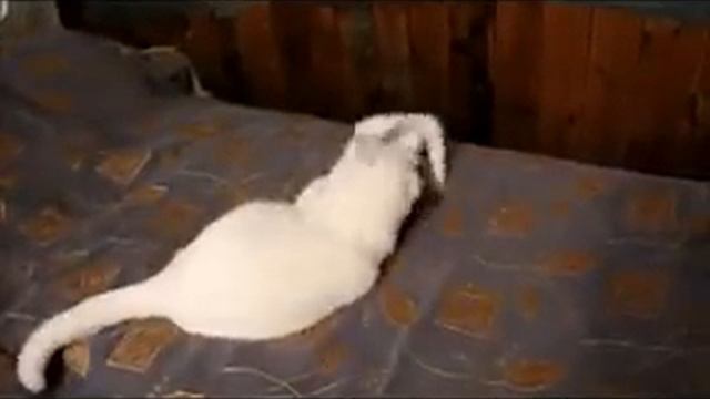 Кошка,котенок и пакет смотреть онлайн