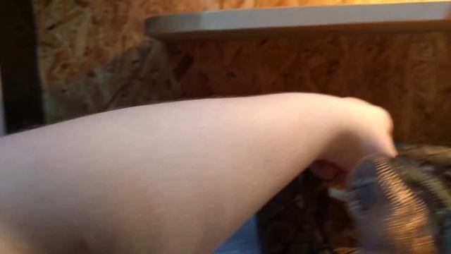 ДЖАМПЕЙСКИЙ сетчатый питон Зевс смотреть онлайн
